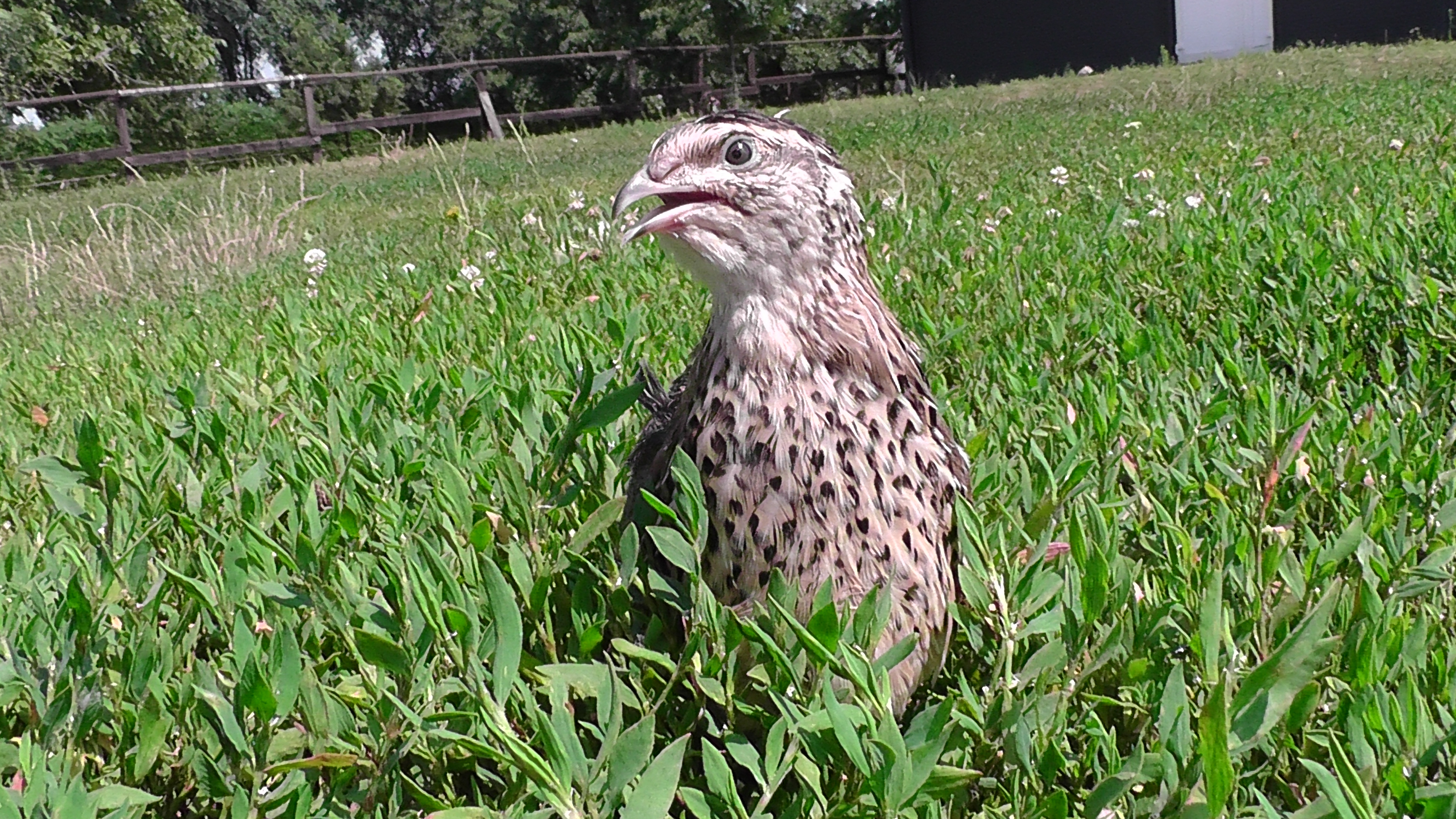 Quail inside grasses